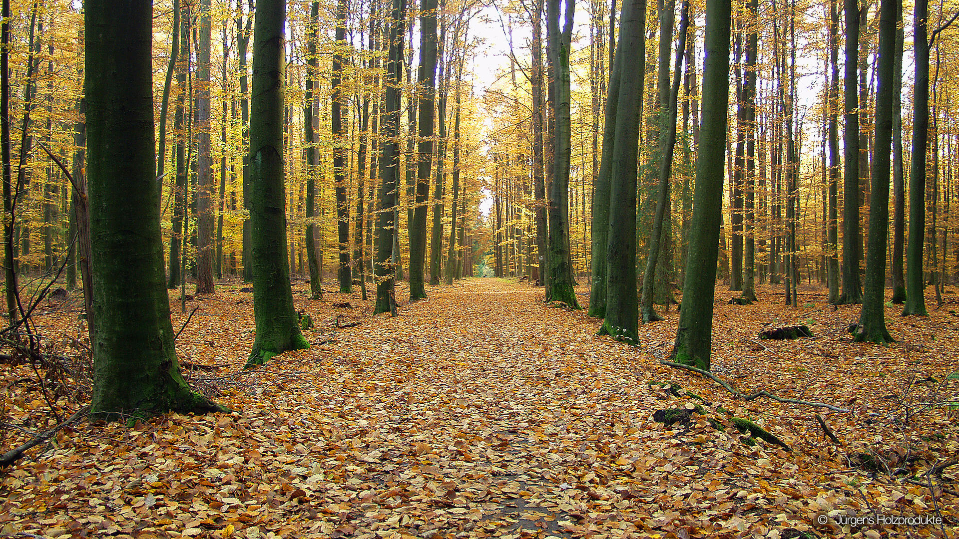 Lichtung im Wald mit Laubbäumen,  © Jürgens Holzprodukte